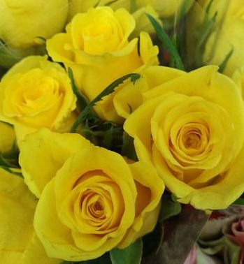 Желтые розы, Эквадор, 60см
